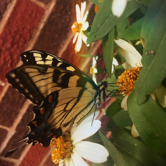 Meet your Posher, Bethany - Picture 1 of 1